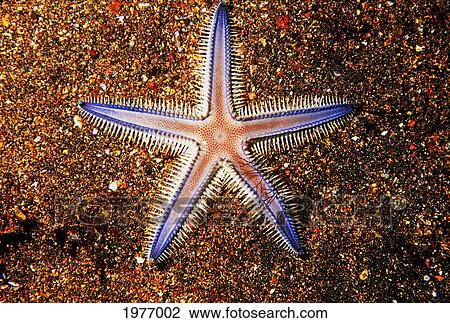 Close-up Of Sea star On Colorful Sand; Galapagos View Large Photo Image Stock Image - Close-up Of Sea star On Colorful Sand; Galapagos. Fotosearch