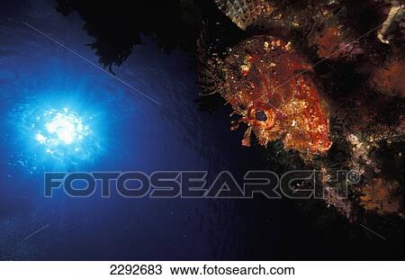 Stock Image - Close-Up Of Sealife. Fotosearch