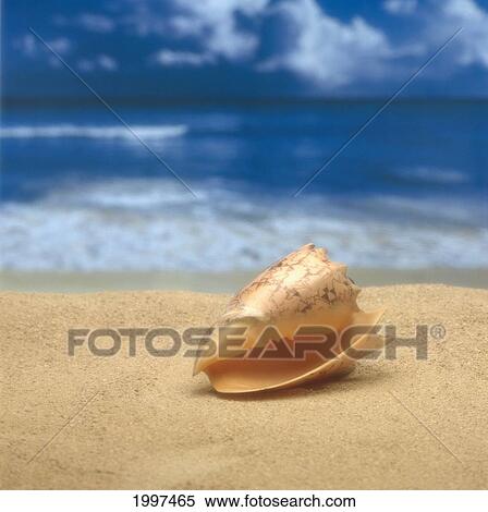 Close-Up Of Seashell On Beach With Ocean Soft Focus In Background A33D View Large Photo Image Stock Photography - Close-Up Of Seashell On Beach With Ocean Soft Focus In Background A33D. Fotosearch