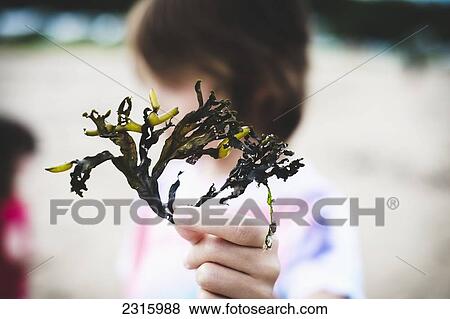 Stock Photo - Close-Up Of Seaweed In A Young Boy's Hand On A Beach; Saint-Simeon Quebec Canada. Fotosearch