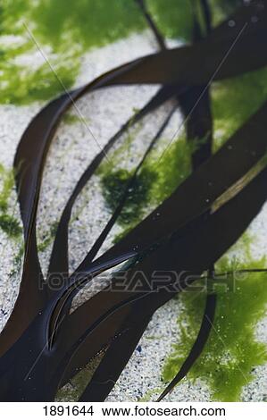 Picture - Close-Up Of Seaweed In Water. Fotosearch