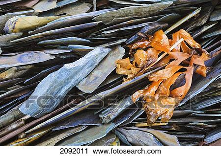 Close-Up Of Sedimentary Rock In Saguenay-St. Lawrence Marine Park; Ile-Aux-Lievres Quebec Canada View Large Photo Image Stock Image - Close-Up Of Sedimentary Rock In Saguenay-St. Lawrence Marine Park; Ile-Aux-Lievres Quebec Canada. Fotosearch