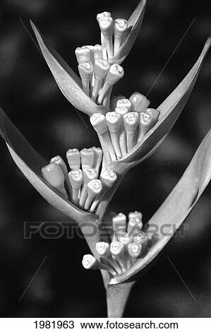 Close-up of seeding heliconia (black and white photograph) View Large Photo Image Stock Image - Close-up of seeding heliconia (black and white photograph). Fotosearch