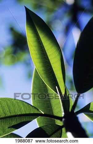 Stock Photo - Close-Up Of Shadow Painted Green Leaves Of A Plumeria Tree, Blue Sky Behind. Fotosearch