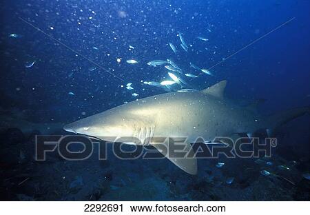 Stock Image - Close-Up Of Shark. Fotosearch
