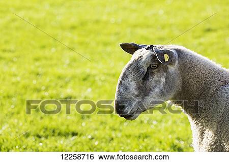 Stock Photograph - Close up of sheep's head in grass field; Clifden, County Galway, Ireland. Fotosearch