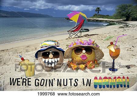 Stock Photo - Close-Up Of Silly Decorated Coconuts On Sand, With Drinks, Going Nuts In Hawaii, C1745. Fotosearch