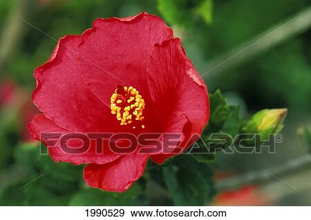 Close-Up Of Single Dark Pink Hibiscus Flower With Yellow Center, Leaves Soft Focus View Large Photo Image Stock Photo - Close-Up Of Single Dark Pink Hibiscus Flower With Yellow Center, Leaves Soft Focus. Fotosearch