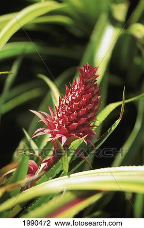 Stock Image - Close-Up Of Single Deep Red Flowering Pineapple, Ornamental. Fotosearch