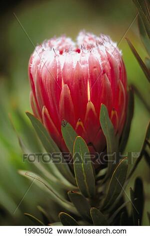 Close-Up Of Single Fuzzy, Partially Closed, Pink Mink Protea, Side View View Large Photo Image Stock Image - Close-Up Of Single Fuzzy, Partially Closed, Pink Mink Protea, Side View. Fotosearch