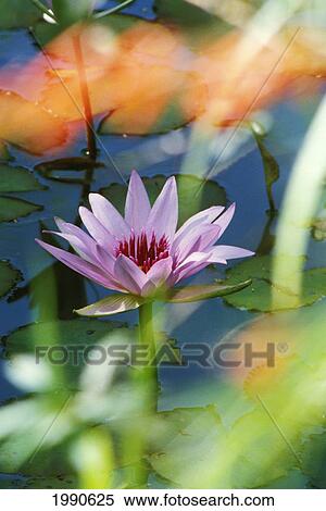 Close-Up Of Single Lily Flower With Soft Focus Surroundings View Large Photo Image Stock Photography - Close-Up Of Single Lily Flower With Soft Focus Surroundings. Fotosearch