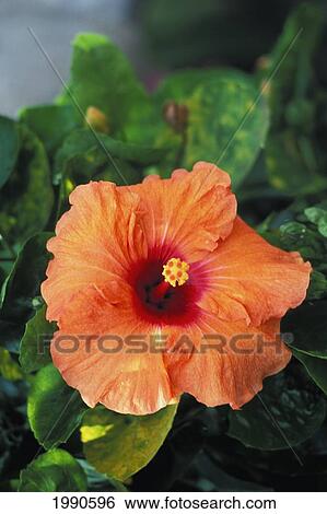 Stock Photograph - Close-Up Of Single Orange Hibiscus Flower On Plant, Green Leaves. Fotosearch