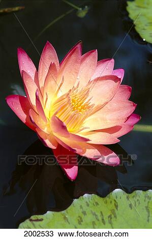 Stock Image - Close-Up Of Single Pale Pink Tipped Water Lily. Fotosearch