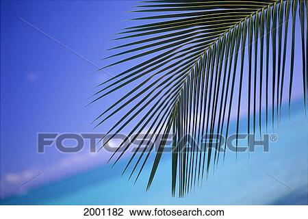 Close-Up Of Single Palm Frond With Calm Turquoise Ocean Background Horizon Blue Sky, Tilted Slanted View View Large Photo Image Stock Image - Close-Up Of Single Palm Frond With Calm Turquoise Ocean Background Horizon Blue Sky, Tilted Slanted View. Fotosearch