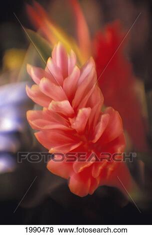 Close-Up Of Single Pink Ginger, Soft Focus View Large Photo Image Stock Photo - Close-Up Of Single Pink Ginger, Soft Focus. Fotosearch