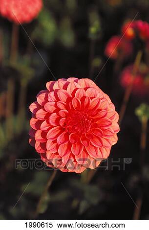 Close-Up Of Single Pink Hybrid Marigold Flower, Others Soft Focus Background View Large Photo Image Stock Photography - Close-Up Of Single Pink Hybrid Marigold Flower, Others Soft Focus Background. Fotosearch