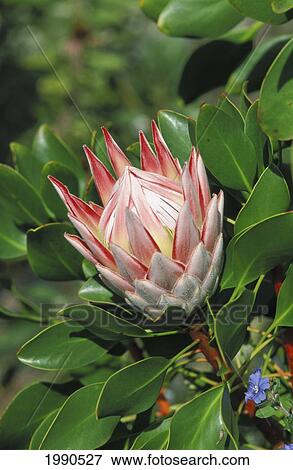 Stock Photo - Close-Up Of Single Pink King Protea Flower Opening, White Center. Fotosearch