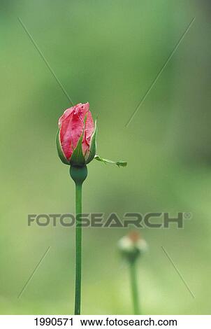 Stock Image - Close-Up Of Single Pink Rosebud, Green Fuzzy Background. Fotosearch