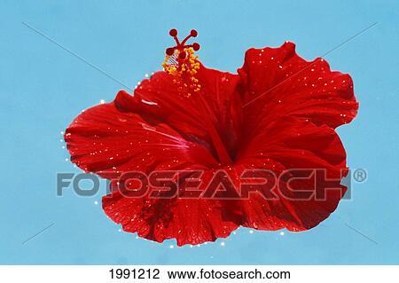 Stock Image - Close-Up Of Single Red Hibiscus Floating In Pool. Fotosearch