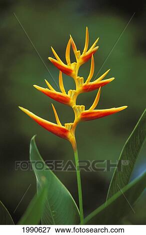 Close-Up Of Single Stalk Of Heliconia On Plant, Blurry Green Background View Large Photo Image Stock Photo - Close-Up Of Single Stalk Of Heliconia On Plant, Blurry Green Background. Fotosearch