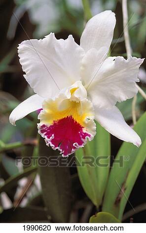 Stock Image - Close-Up Of Single White Cattalaya Orchid On Plant, Deep Purple And Yellow Center. Fotosearch