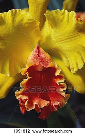 Stock Image - Close-Up Of Single Yellow Cattleya Orchid On Plant, Orange Center. Fotosearch