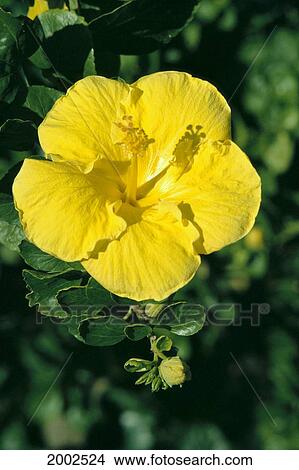 Close-Up Of Single Yellow Hibiscus Blossom On Plant View Large Photo Image Picture - Close-Up Of Single Yellow Hibiscus Blossom On Plant. Fotosearch