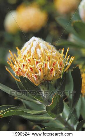 Close-Up Of Single Yellow Needle Pillow Protea, Green Leaves, Soft Focus Background View Large Photo Image Picture - Close-Up Of Single Yellow Needle Pillow Protea, Green Leaves, Soft Focus Background. Fotosearch