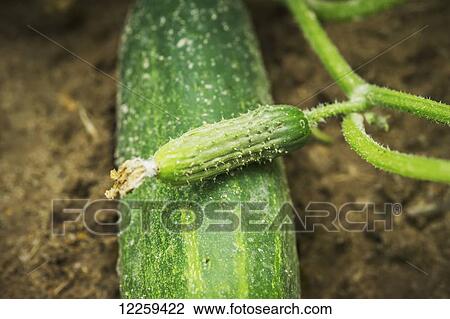 Close up of small cucumber on top of larger cucumber growing in cucumber field, near Federalsburg; Maryland, United States of America View Large Photo Image Stock Image - Close up of small cucumber on top of larger cucumber growing in cucumber field, near Federalsburg; Maryland, United States of America. Fotosearch