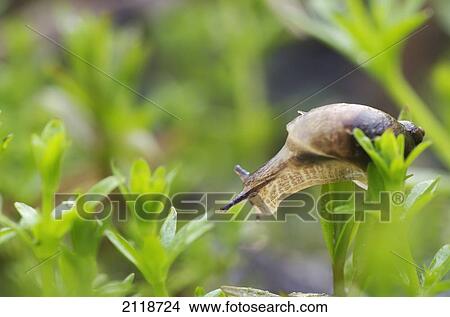 Picture - Close-Up Of Snail; Pointe-Des-Cascades Quebec Canada. Fotosearch