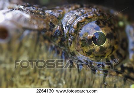 Stock Image - Close-Up Of Snapping Turtle's Eye; Pointe-Des-Cascades Quebec Canada. Fotosearch