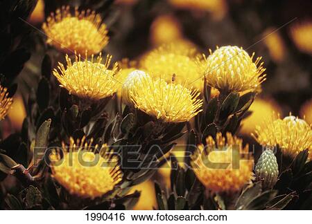 Stock Photograph - Close-Up Of Some Sunburst Protea Flowers, Yellow With Dark Green Leaves. Fotosearch