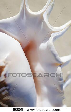 Close-Up Of Spider Conch Shell (Lambis Lambis) View Large Photo Image Stock Image - Close-Up Of Spider Conch Shell (Lambis Lambis). Fotosearch