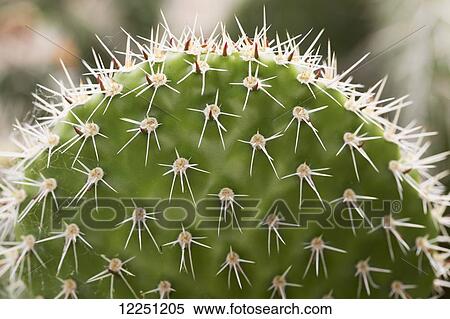 Stock Photography - Close up of spines on a cactus leaf; Calgary, Alberta, Canada. Fotosearch