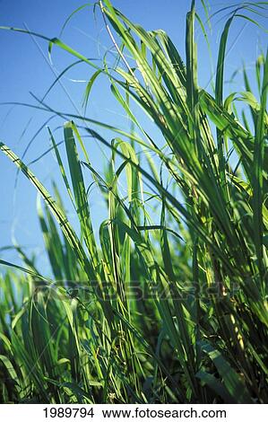 Picture - Close-Up Of Sugar Cane In Field, Blue Skies. Fotosearch