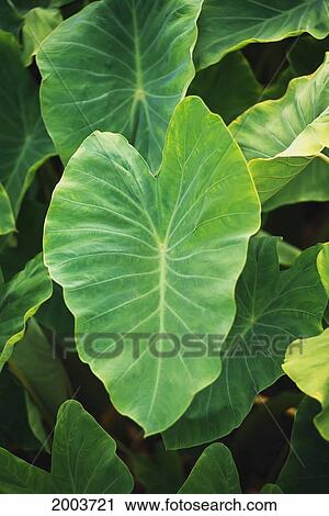 Close-Up Of Taro Leaf In Taro Plantation View Large Photo Image Stock Image - Close-Up Of Taro Leaf In Taro Plantation. Fotosearch