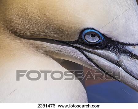 Stock Photograph - Close up of the head of a Northern Gannet (Morrus bassanus) on Bonaventure Island, near the town of Perce on the Gaspe Peninsula; Quebec, Canada. Fotosearch