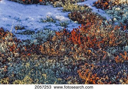 Stock Image - Close Up Of The Lichens And Vegetation On The Coast Of Hudson Bay, Churchill, Manitoba.. Fotosearch