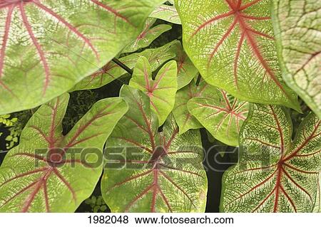 Stock Photo - Close-up of the pink and green leaves of a caladium plant. Fotosearch