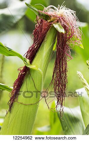Stock Image - Close up of the top of an ear of corn on the stalk; Erickson, Manitoba, Canada. Fotosearch
