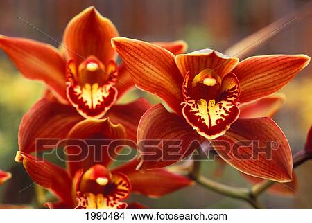 Close-Up Of Three Brown Cimbidium Orchids On Plant View Large Photo Image Picture - Close-Up Of Three Brown Cimbidium Orchids On Plant. Fotosearch