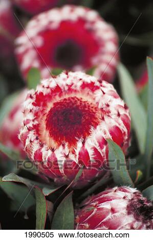 Stock Photography - Close-Up Of Three Dark Pink Mink Protea Blossoms, Soft Focus. Fotosearch