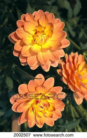 Close-Up Of Three Orange Yellow Dahlia Flowers On Plant View Large Photo Image Stock Photo - Close-Up Of Three Orange Yellow Dahlia Flowers On Plant. Fotosearch