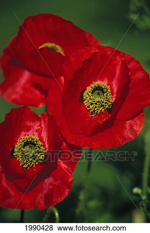 Close-Up Of Three Red Poppies Still On Plant View Large Photo Image Stock Photo - Close-Up Of Three Red Poppies Still On Plant. Fotosearch