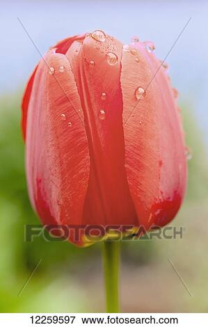 Close up of tulip; Quebec, Canada View Large Photo Image Stock Photo - Close up of tulip; Quebec, Canada. Fotosearch