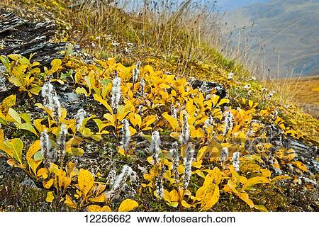 Stock Image - Close up of tundra in fall colors, Gates of The Arctic National Park & Preserve, Arctic Alaska, Autumn.. Fotosearch