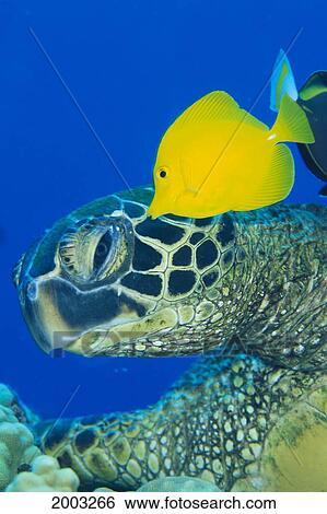 Close-Up Of Turtle Face With A Bright Yellow Fish Cleaning Head, Blue Water View Large Photo Image Stock Photograph - Close-Up Of Turtle Face With A Bright Yellow Fish Cleaning Head, Blue Water. Fotosearch