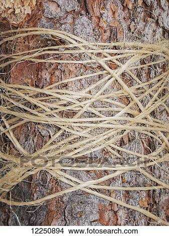 Close up of twine tied around a tree; Utah, United States of America View Large Photo Image Picture - Close up of twine tied around a tree; Utah, United States of America. Fotosearch