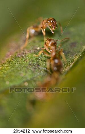 Close Up Of Two Ants On Green Leaf, Saskatoon, Saskatchewan View Large Photo Image Stock Image - Close Up Of Two Ants On Green Leaf, Saskatoon, Saskatchewan. Fotosearch
