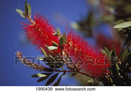 Stock Photo - Close-Up Of Two Bright Red Bottlebrush Flowers On Plant. Fotosearch